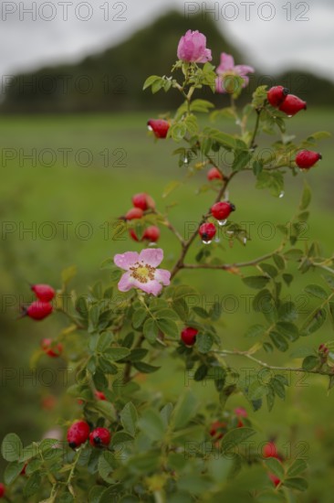 So-called second bloom on the rose hip as a natural phenomenon, dog rose (Rosa canina), weather