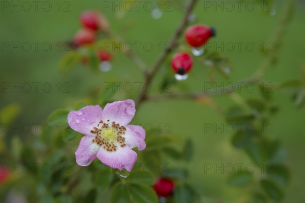 So-called second bloom on the rose hip as a natural phenomenon, dog rose (Rosa canina), weather