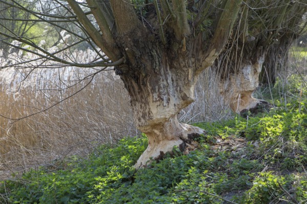 Two tree trunks of pollard willows showing teeth marks and wood chips from gnawing by Eurasian