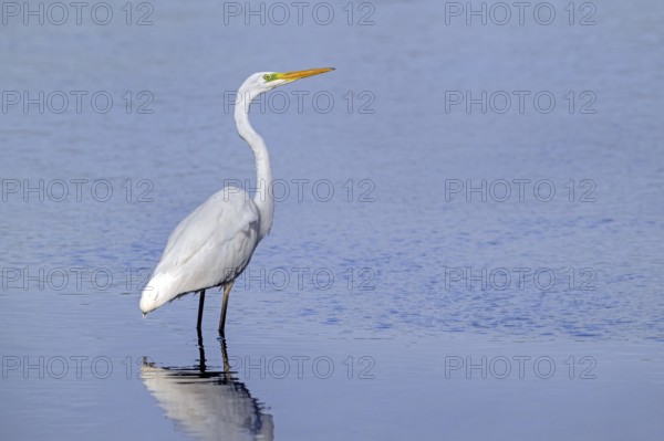 Great white egret, great egret (Ardea alba) non-breeding adult foraging in shallow water of pond in