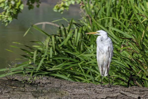 Great white egret, great egret (Ardea alba) non-breeding adult resting on fallen tree trunk in pond