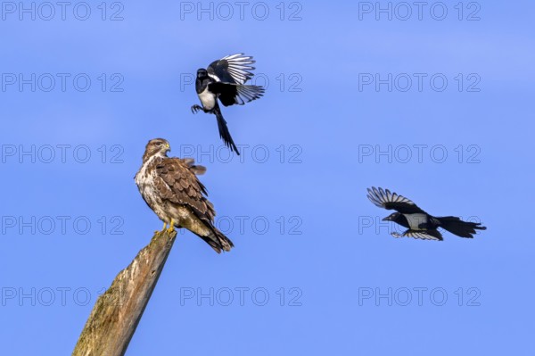 Two Eurasian magpies (Pica pica) in flight harassing, mobbing common buzzard (Buteo buteo) perched