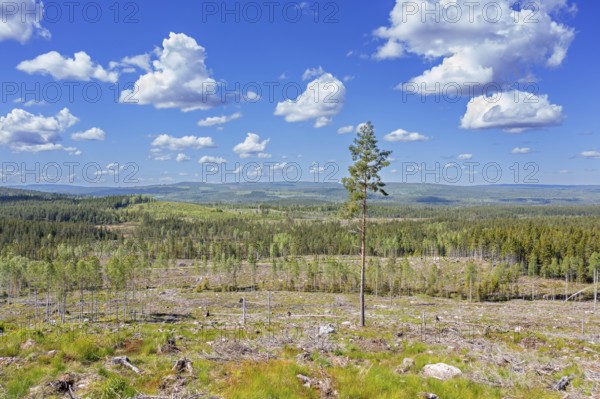 Lone pine tree amidst clearcut area, clearcutting, clearfelling is a forestry, logging practice in