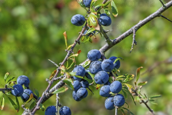 Blackthorn, sloe (Prunus spinosa, Druparia spinosa) close-up of deciduous shrub showing blue fruit,
