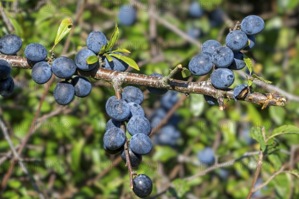 Blackthorn, sloe (Prunus spinosa, Druparia spinosa) close-up of deciduous shrub showing blue fruit,