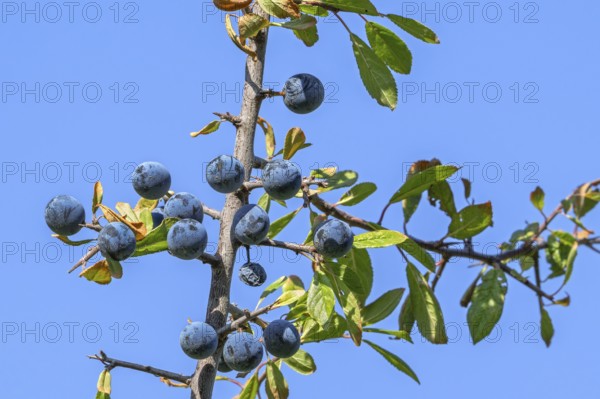 Blackthorn, sloe (Prunus spinosa, Druparia spinosa) close-up of deciduous shrub showing blue fruit,