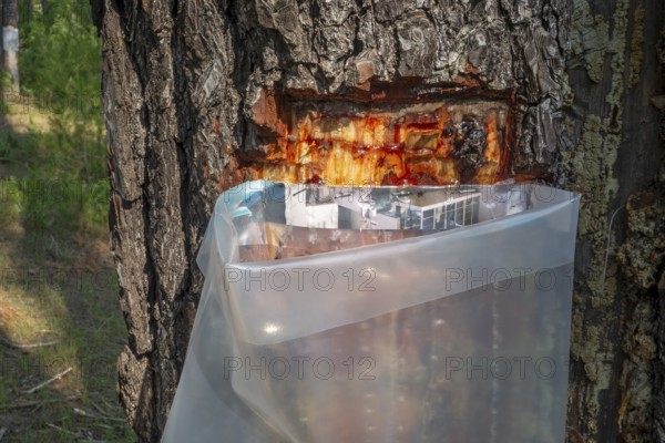 Collecting resin from Aleppo pine tree in plastic bag for flavouring the resinated wine retsina on