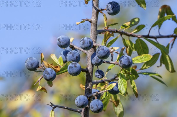 Blackthorn, sloe (Prunus spinosa, Druparia spinosa) close-up of deciduous shrub showing blue fruit,