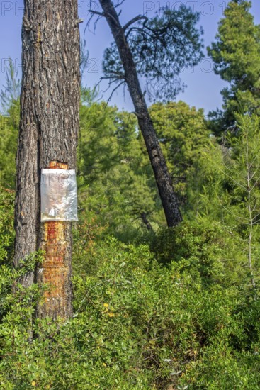 Collecting resin from Aleppo pine tree in plastic bag for flavouring the resinated wine retsina on
