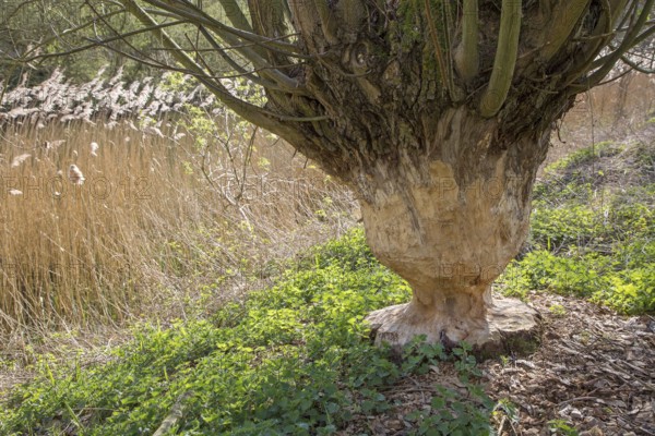 Thick tree trunk of pollard willow showing teeth marks and wood chips from gnawing by Eurasian