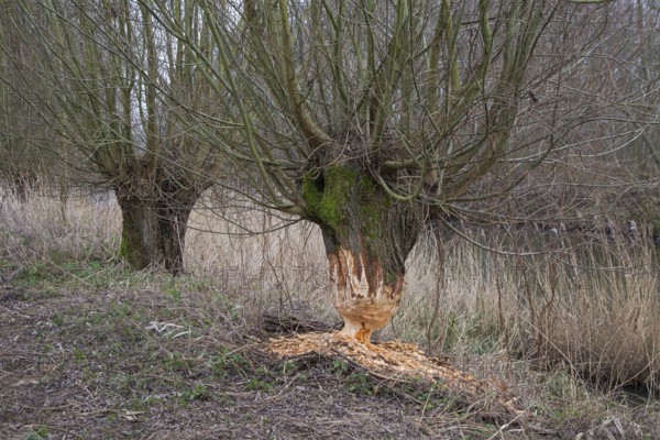 Thick tree trunk of pollard willow showing teeth marks and wood chips from gnawing by Eurasian