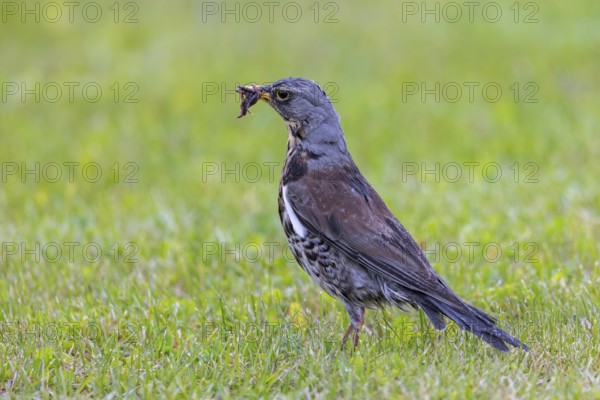 Fieldfare (Turdus pilaris) adult foraging in grassland, meadow with beak full of earthworms for