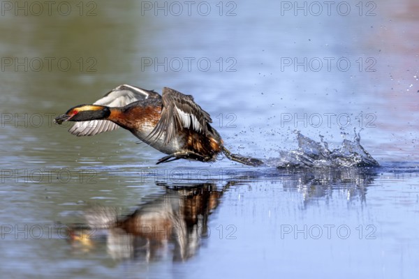 Horned grebe, Slavonian grebe (Podiceps auritus) in breeding plumage with dragonfly nymph in beak