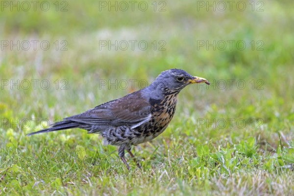 Fieldfare (Turdus pilaris) adult with caught earthworm prey in beak foraging in grassland, meadow