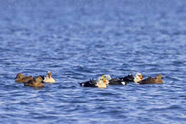 King eider (Somateria spectabilis) females and males in breeding plumage swimming in the Arctic