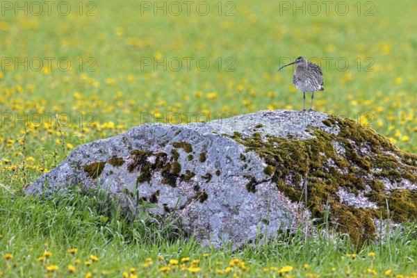 Eurasian curlew, common curlew (Numenius Arquata, Scolopax arquata) resting in boulder in