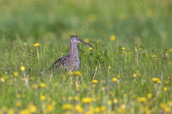 Eurasian curlew, common curlew (Numenius Arquata, Scolopax arquata) foraging in grassland, meadow