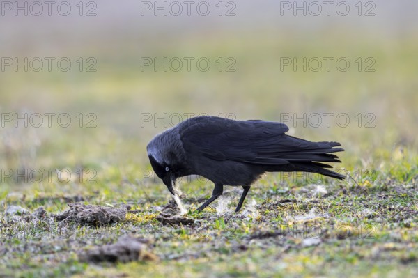 Western jackdaw, European jackdaw (Coloeus monedula) collecting nesting material like sheep's wool