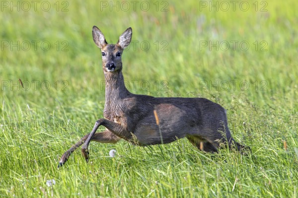 European roe deer (Capreolus capreolus) female, doe jumping while fleeing through meadow, grassland