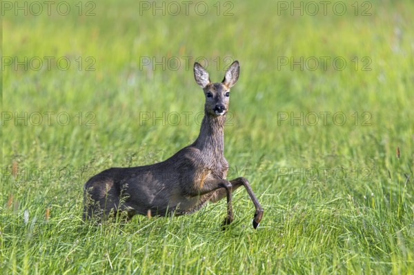 European roe deer (Capreolus capreolus) female, doe jumping while fleeing through meadow, grassland