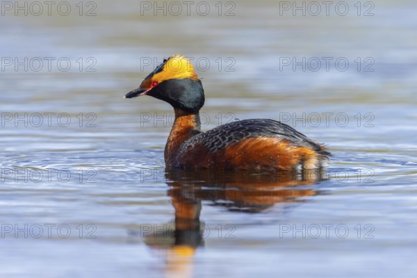 Horned grebe, Slavonian grebe (Podiceps auritus) adult in breeding plumage swimming in pond in