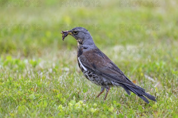 Fieldfare (Turdus pilaris) adult foraging in grassland, meadow with beak full of earthworms for