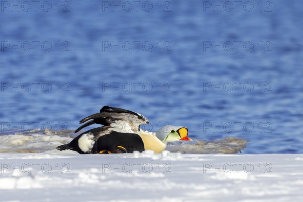 King eider (Somateria spectabilis) adult male in breeding plumage stretching wings on snow covered