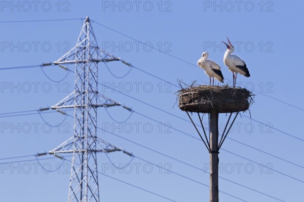 White storks (Ciconia ciconia) nesting pair in spring, migratory birds on nest in front of