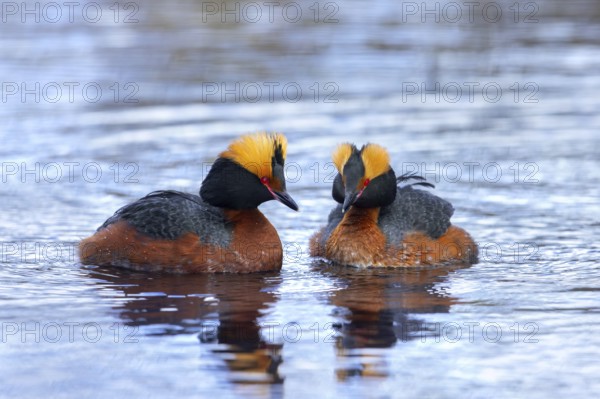 Horned grebe, Slavonian grebe (Podiceps auritus) pair in breeding plumage swimming in pond in