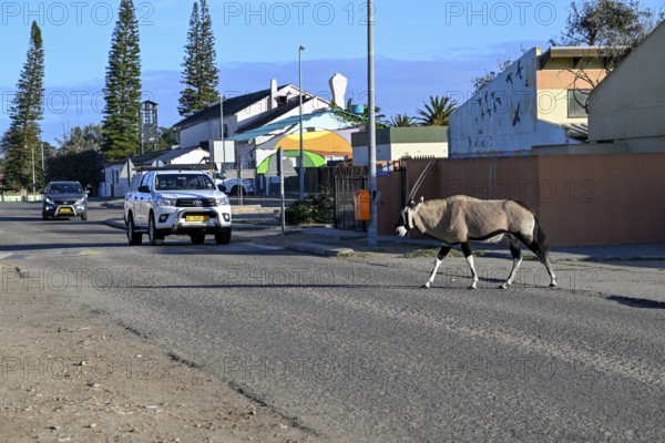 Oryx antelope or gemsbok (Oryx gazella) crossing a road, Oranjemund, Diamond Sperrgebiet, Karas