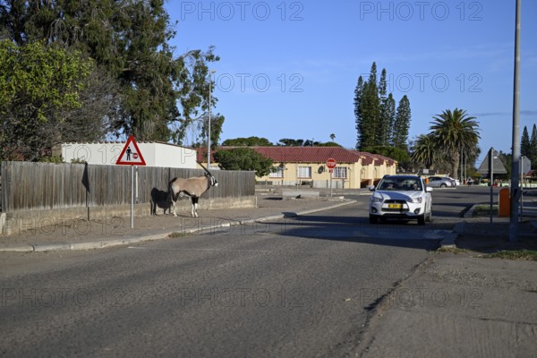 Oryx antelope or gemsbok (Oryx gazella) on a pavement, Oranjemund, Diamond Sperrgebiet, Karas