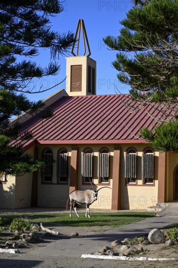 Oryx antelope or gemsbok (Oryx gazella) in front of the Dutch Reformed Church, Oranjemund, Diamond