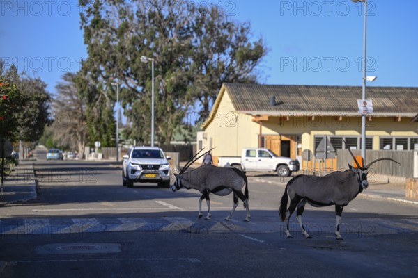 Oryx antelopes or gemsboks (Oryx gazella) crossing a road on a zebra crossing, Oranjemund, Diamond