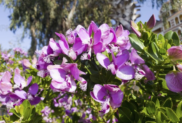 Vibrant pink flowers against a background of palm trees and clear sky in the garden, myrtle cross