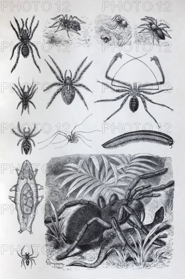 Plate arachnids (Arachnida) and millipedes (Myriapoda), tarantula (Theraposidae), historical book