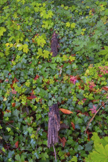 Photograph of a branch partially overgrown with ivy in autumn, Neustadt am Rübenberge, Lower