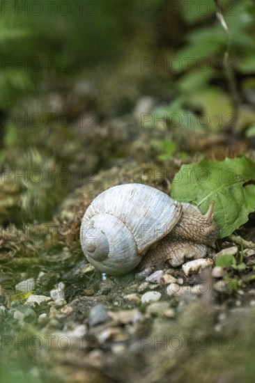 Photograph of a white snail (Gastropoda) on stony ground, Winnebach, San Candido, Val Pusteria,