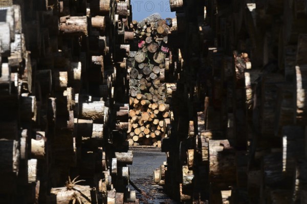 Enegie-Mann timber store in the Westerwald. The wood is processed into wood pellets, some of it