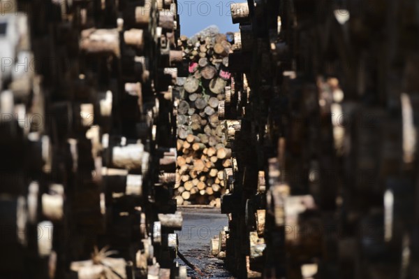 Enegie-Mann timber store in the Westerwald. The wood is processed into wood pellets, some of it