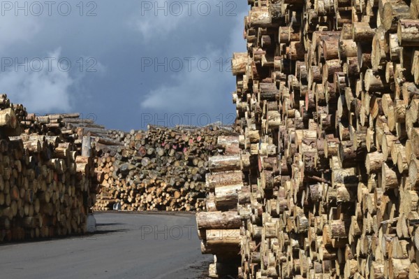 Enegie-Mann timber store in the Westerwald. The wood is processed into wood pellets, some of it