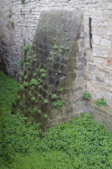 Stinging nettles shoot up in the moat, battlements, Comburg, Benedictine monastery, Middle Ages,