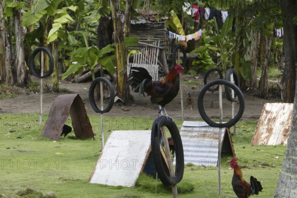 Cockfighting, breeding farm for fighting cocks, Negros Occidental, Philippines