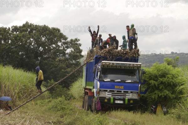 Worker loading a lorry with sugar cane, agricultural worker, harvest, sugar, sugar cane