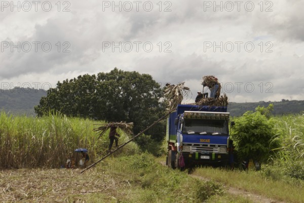 Worker loading a lorry with sugar cane, agricultural worker, harvest, sugar, sugar cane