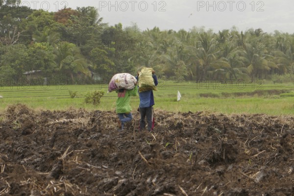 Two workers carrying sacks of sugar cane, sugar, sugar cane cultivation, field, harvest,