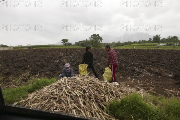 Three workers filling sacks with sugar cane, agricultural worker, harvest, sugar, sugar cane