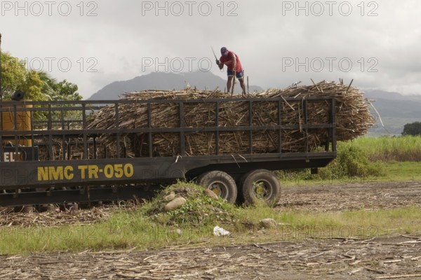 Worker loading a lorry with sugar cane, agricultural worker, harvest, sugar, sugar cane