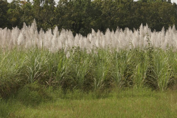 Sugar cane, harvest, sugar, sugar cane cultivation, field, agriculture, food production, Negros