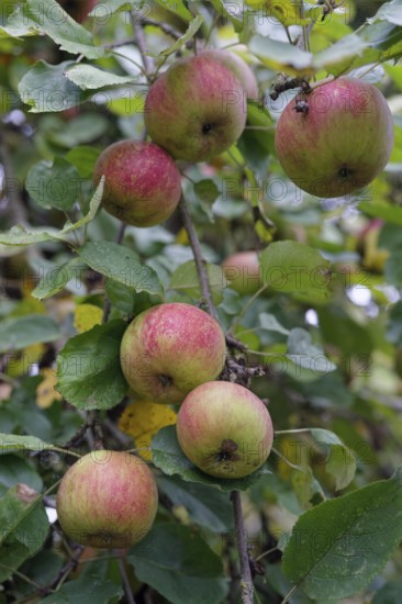 Apple variety, Boskoop, Boskop, apple, fruit, fruit variety, baked apple, food, foodstuffs,