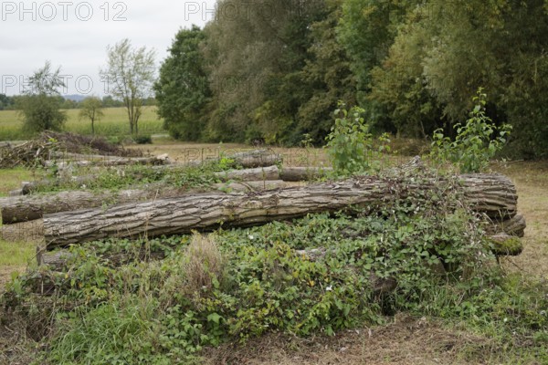 Sprawling nettles, firewood, timber industry, forestry, Swabian-Franconian Forest nature park Park,